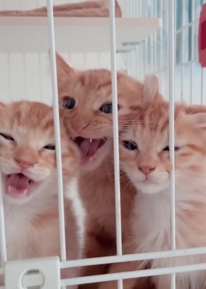 ぎゅうぎゅうの子猫たち
