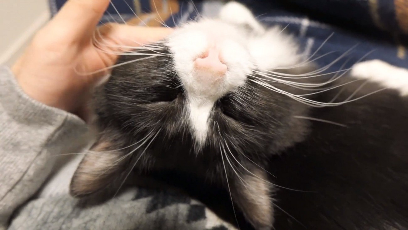 目を閉じるチコちゃん