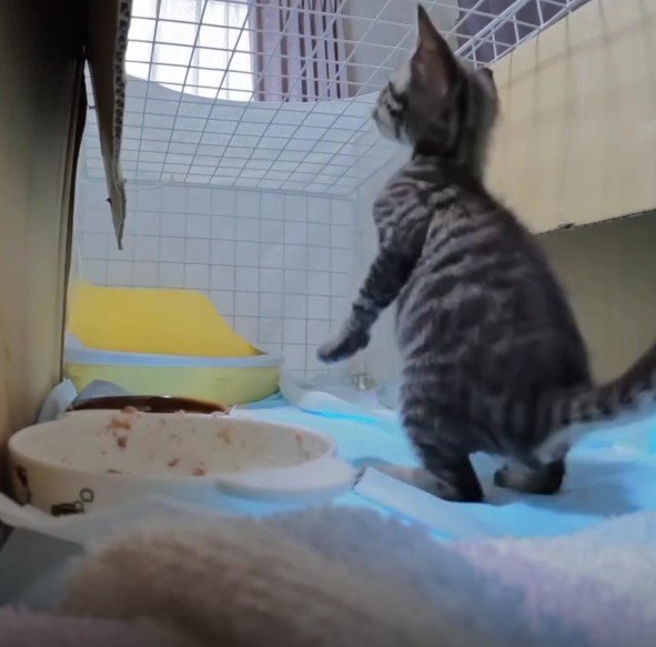 ケージの中の猫