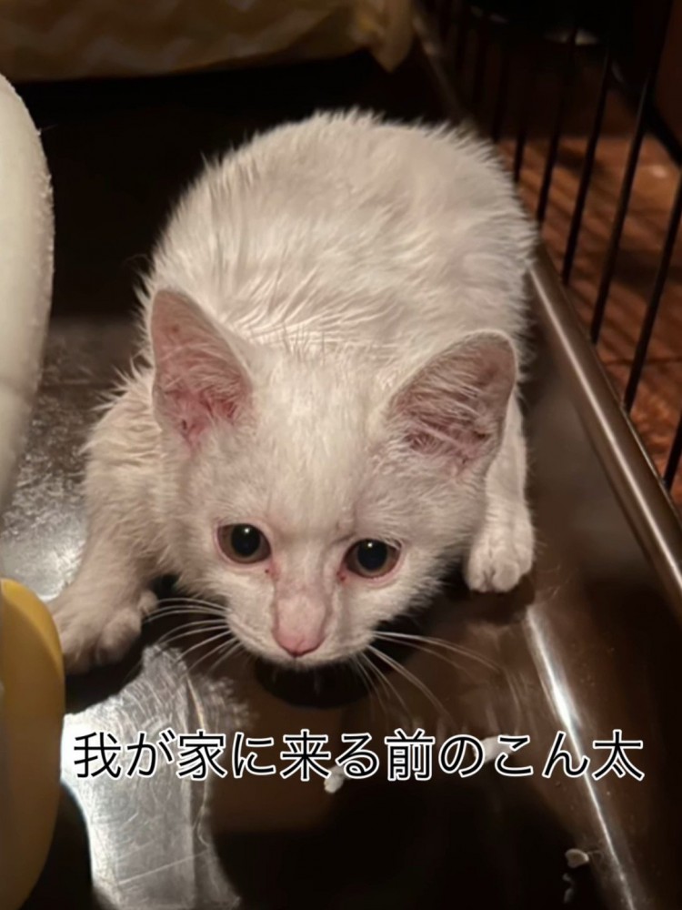 体を小さくする子猫