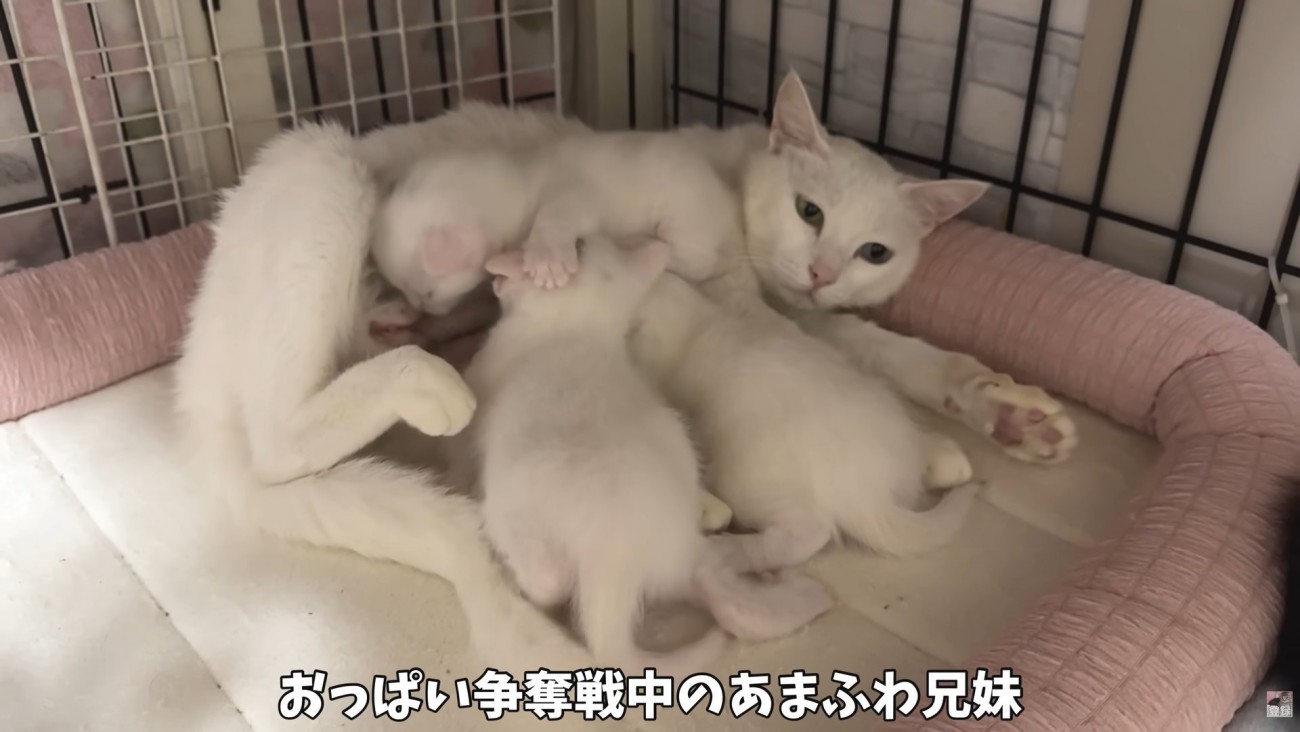 テロップ「おっぱい争奪戦中の～」