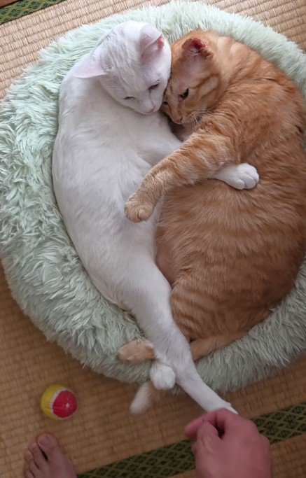 くっついている2匹の猫
