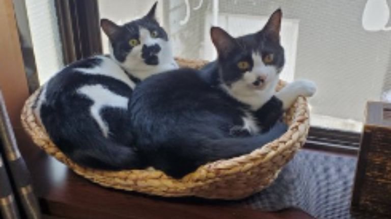 寝ている猫たち