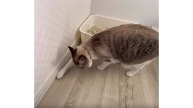 猫トイレと猫