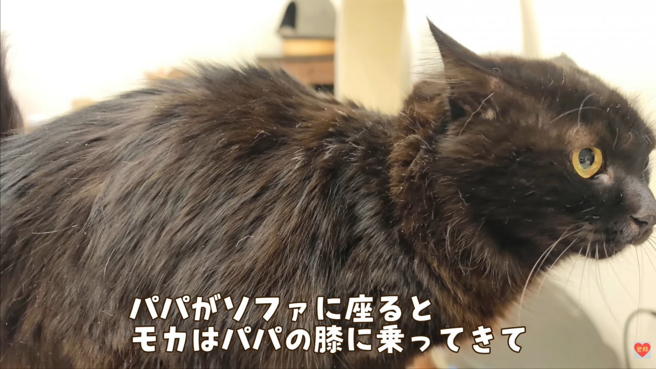 テロップ「パパがソファに座ると～」