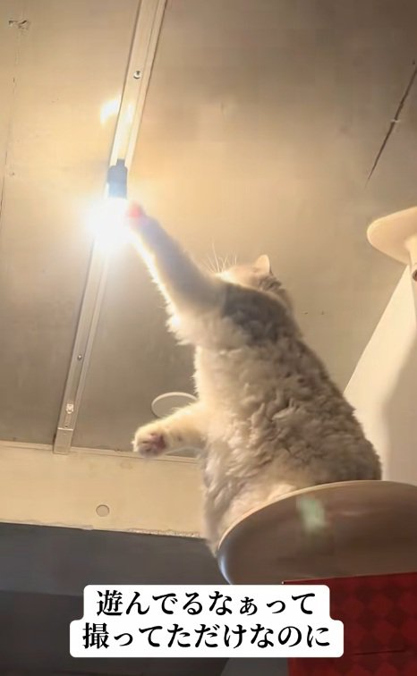 光りだした電球にさわる猫