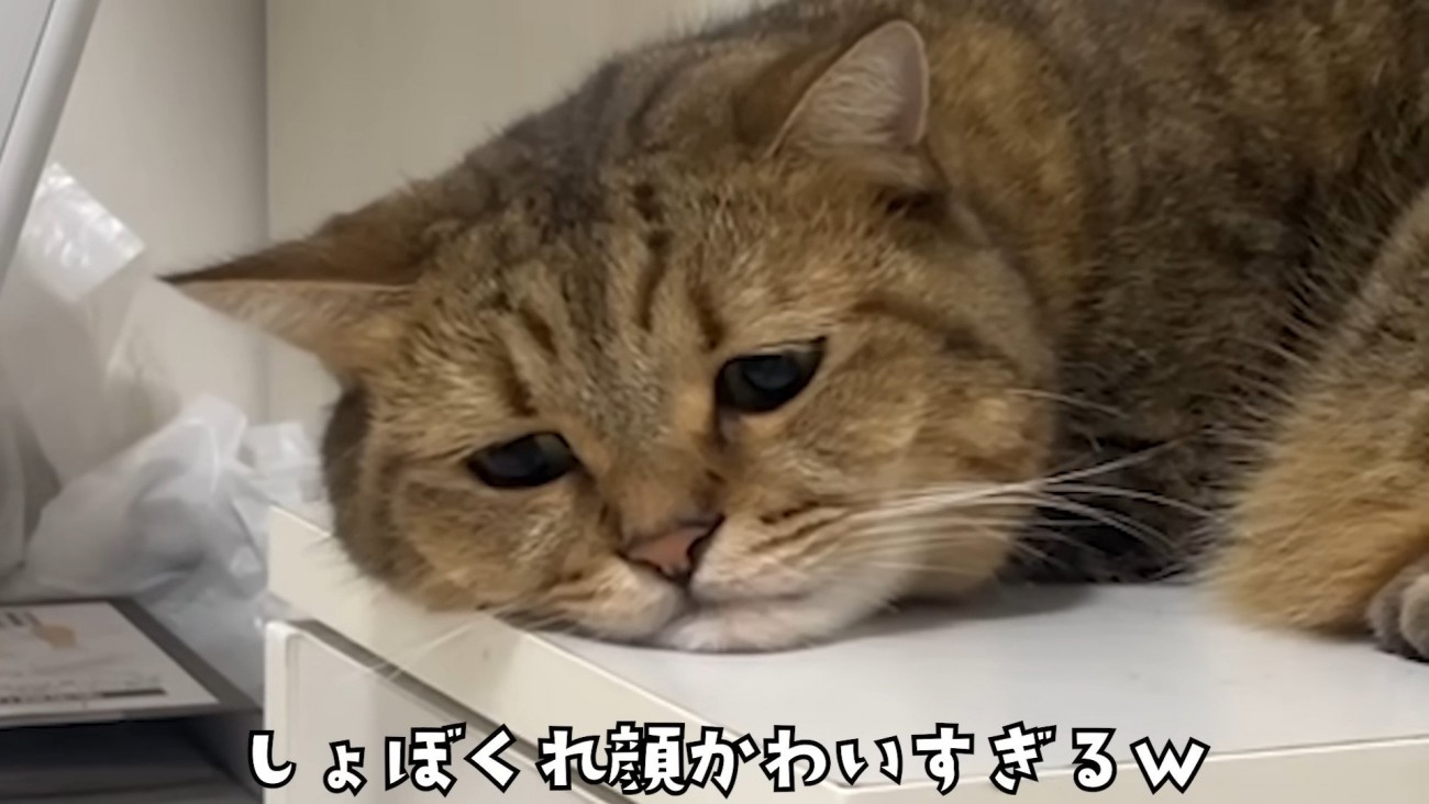 しょんぼりとした表情のアップ