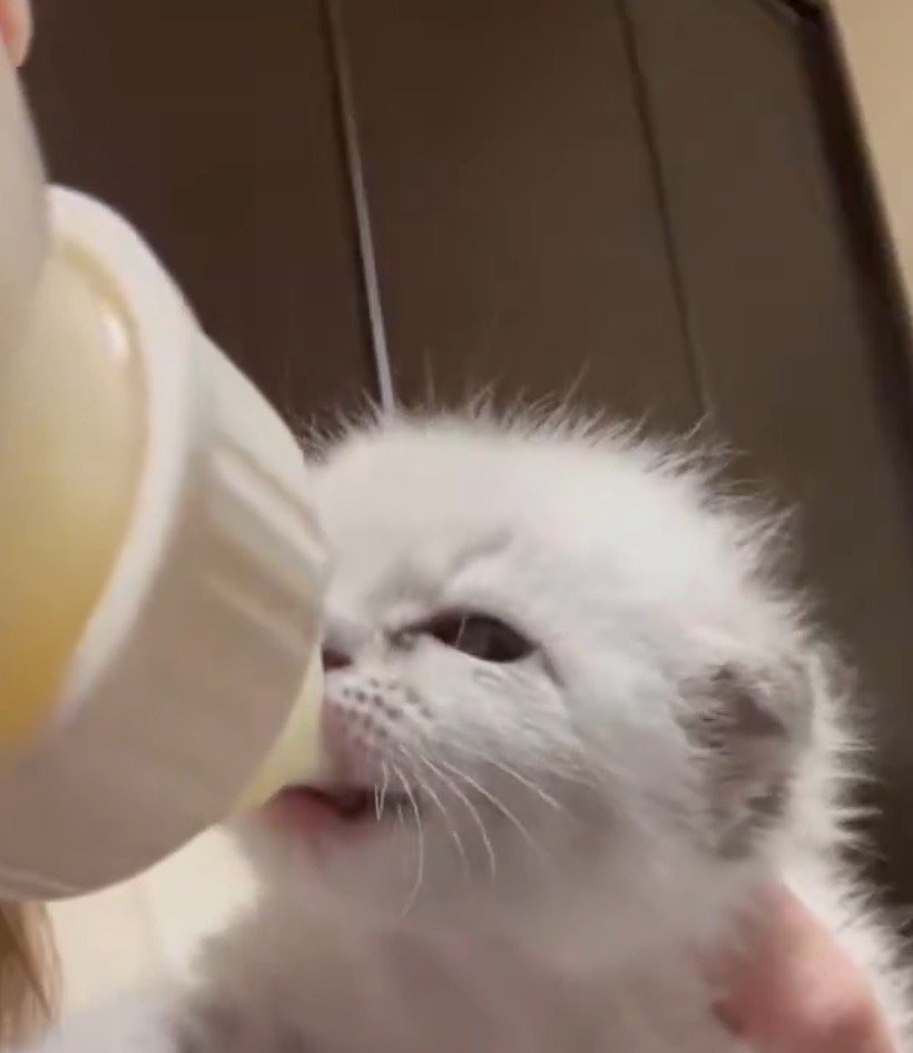 哺乳瓶からミルクを飲む子猫