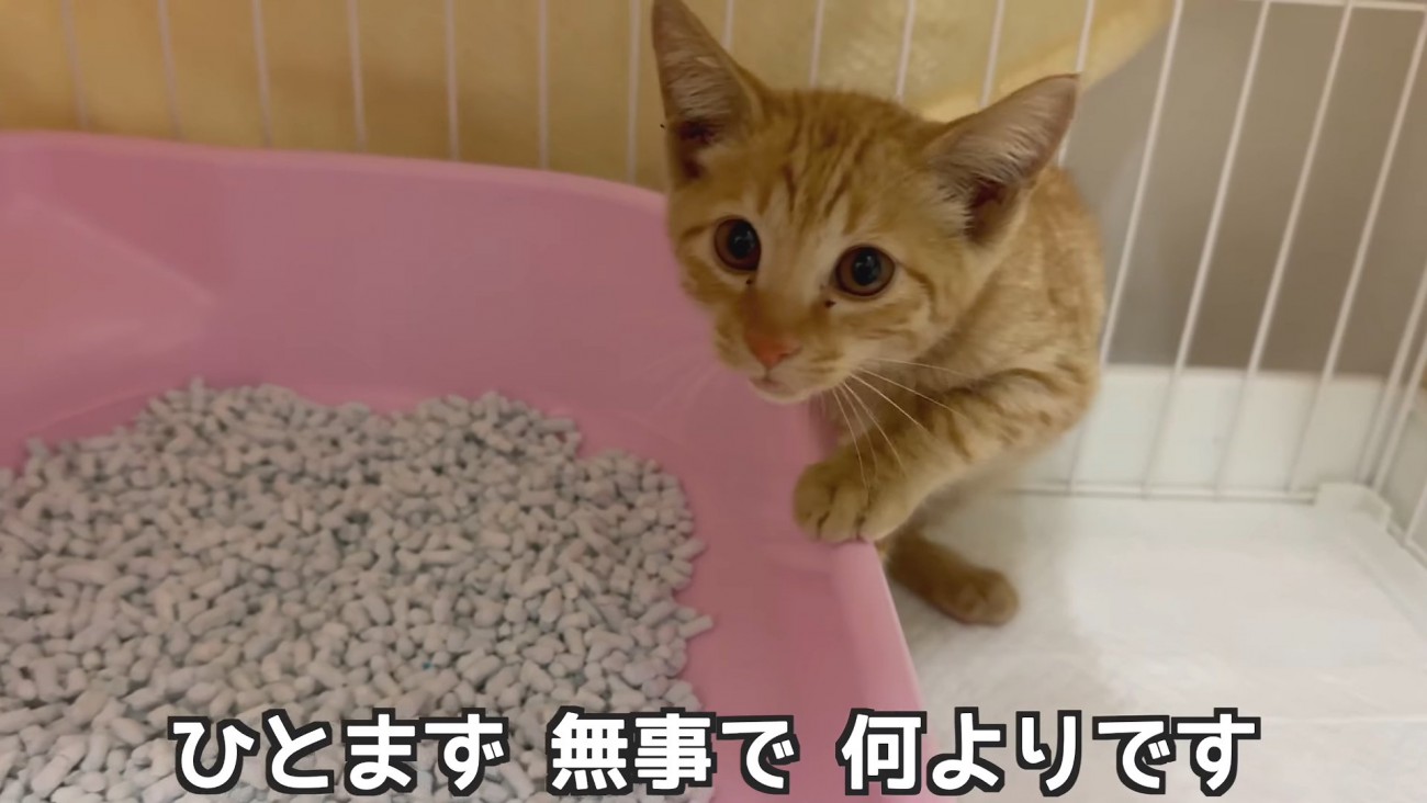トレイに隠れる子猫
