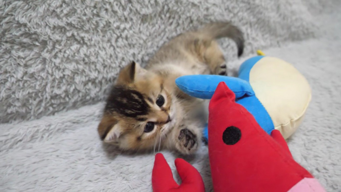 えびのぬいぐるみを見つめる子猫