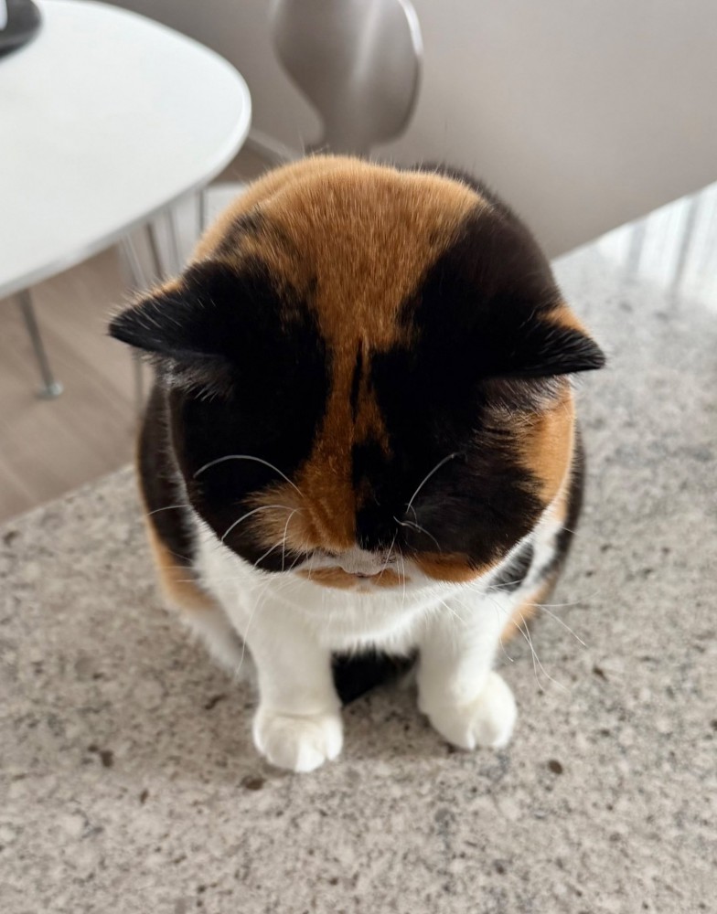 頭を差しだす猫