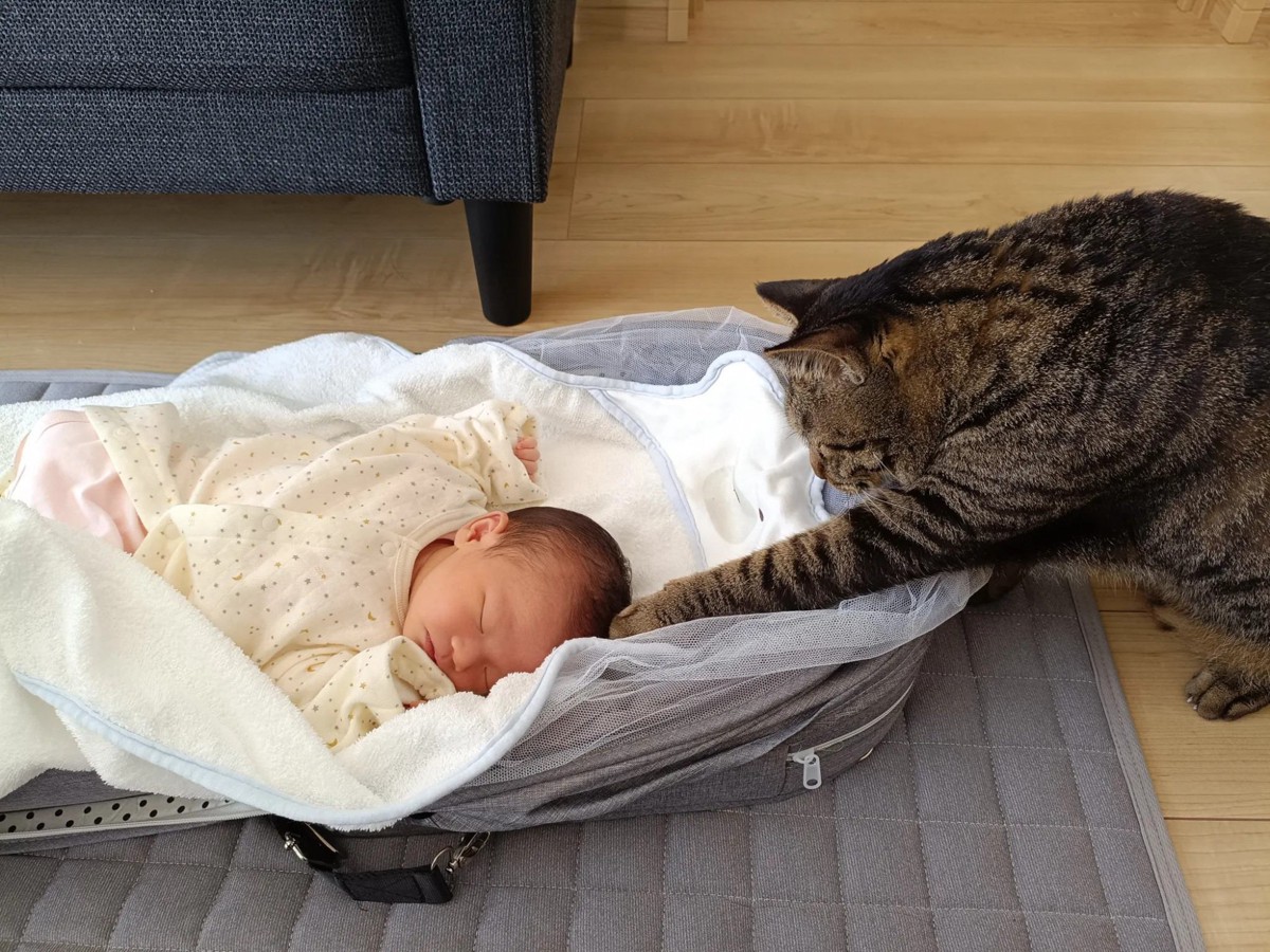 猫と赤ちゃん