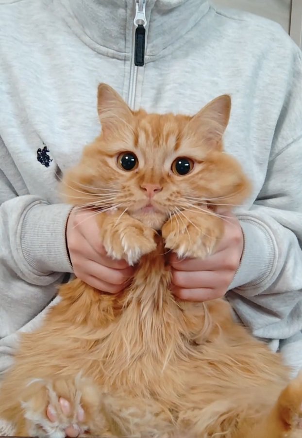 抱っこされる猫