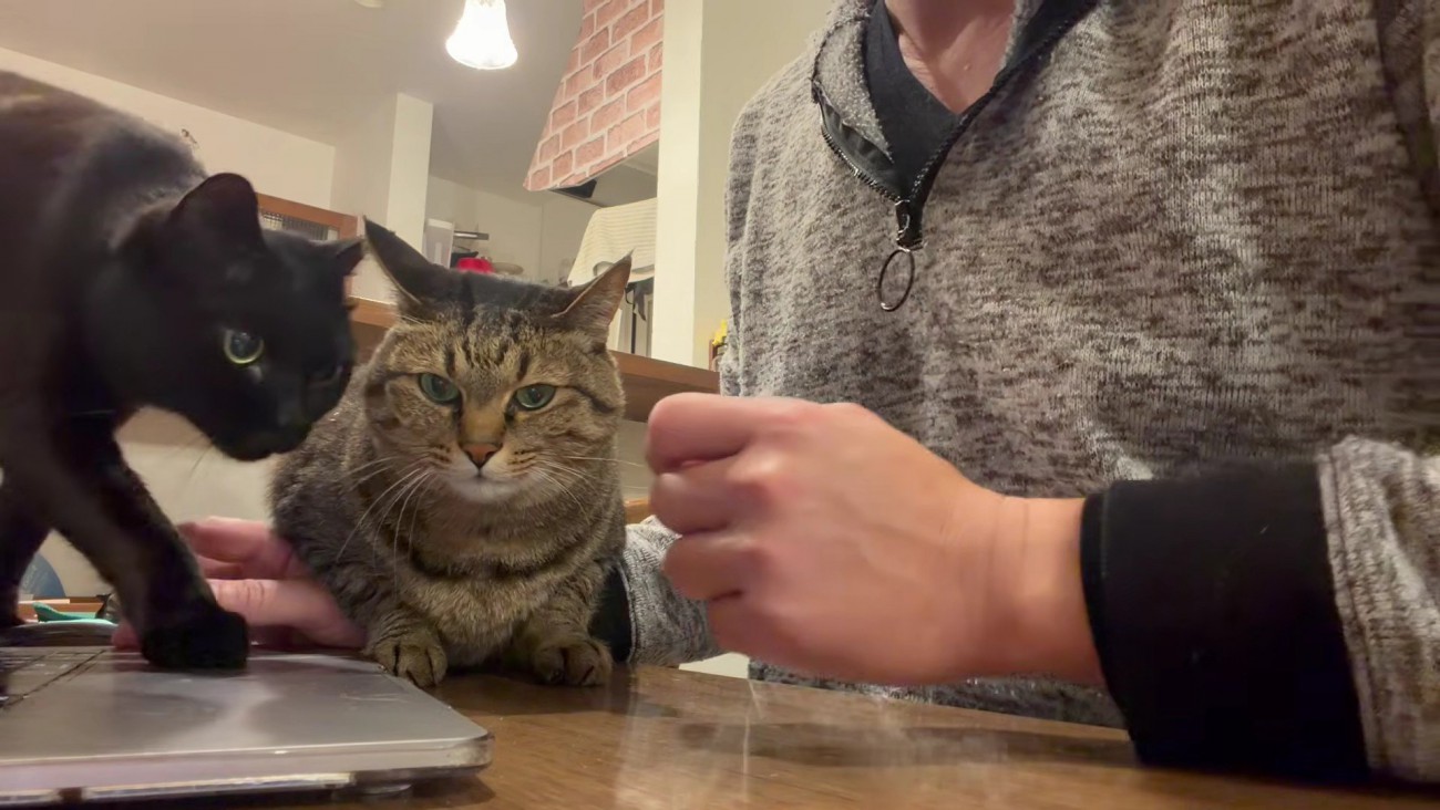 左からやって来る黒猫の貫太さん