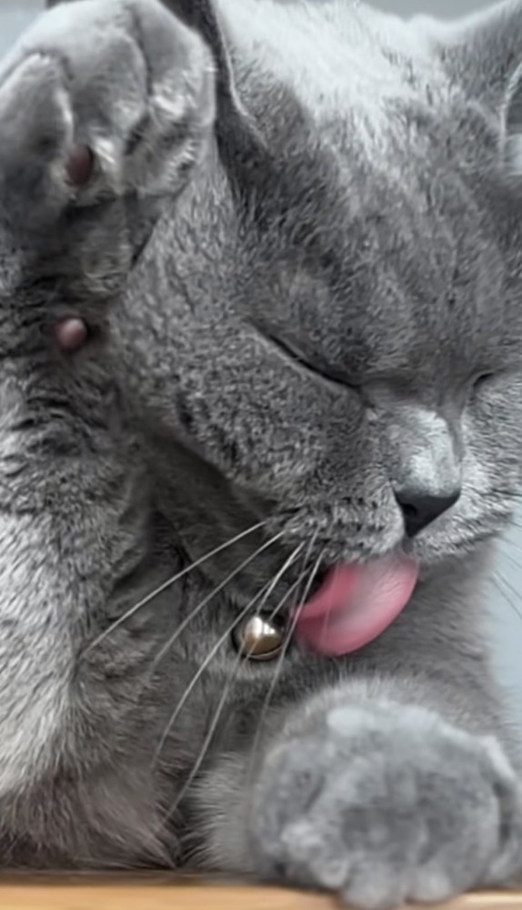 舌を出している猫のアップ写真1