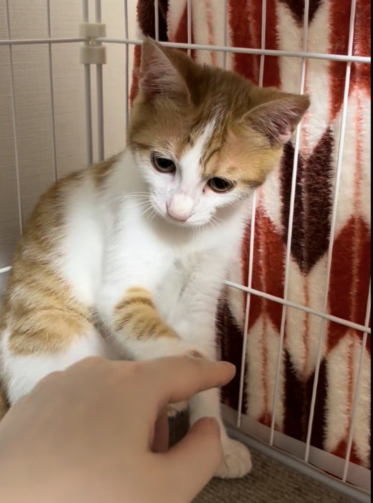 ケージ内で座る茶白猫が差し出された手を見ながら前足を出している