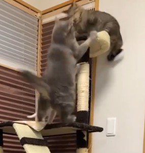 姉猫にパンチする兄猫