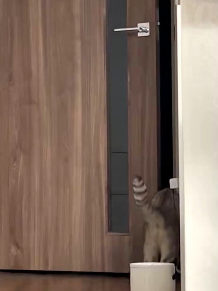 ドアを通過する猫の後ろ姿