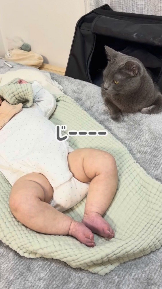 赤ちゃんを見守る保護猫