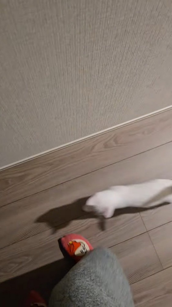 飼い主の方へ歩いてくる子猫