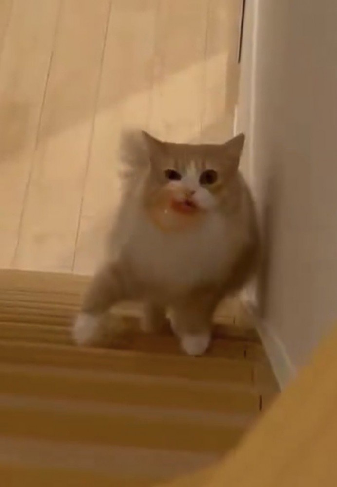 右足を前に出して階段を上る猫