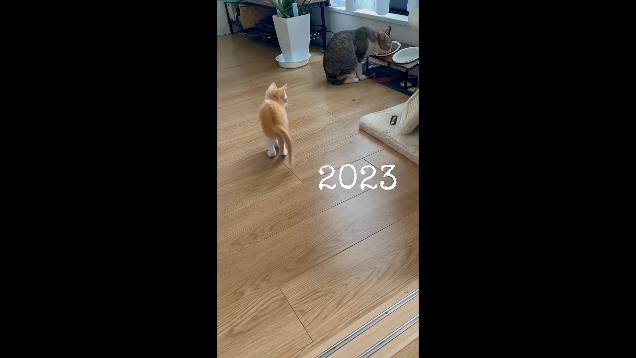 離れたところから見る子猫