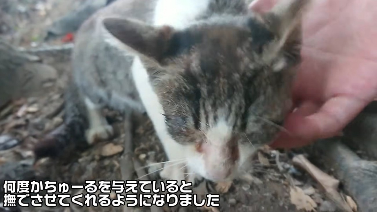 顔をなでられる子猫