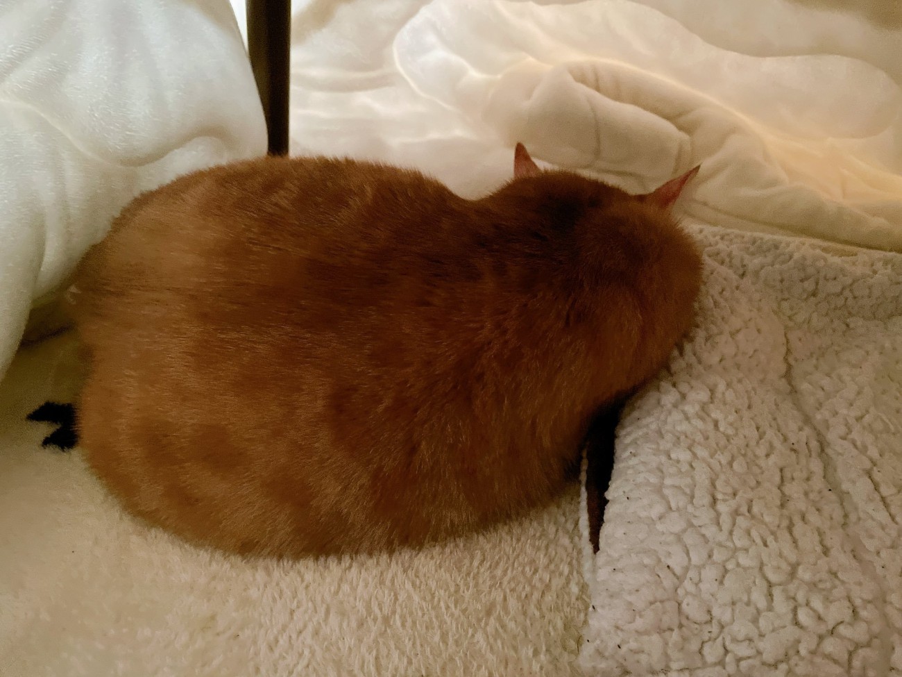 寝ている猫の背中