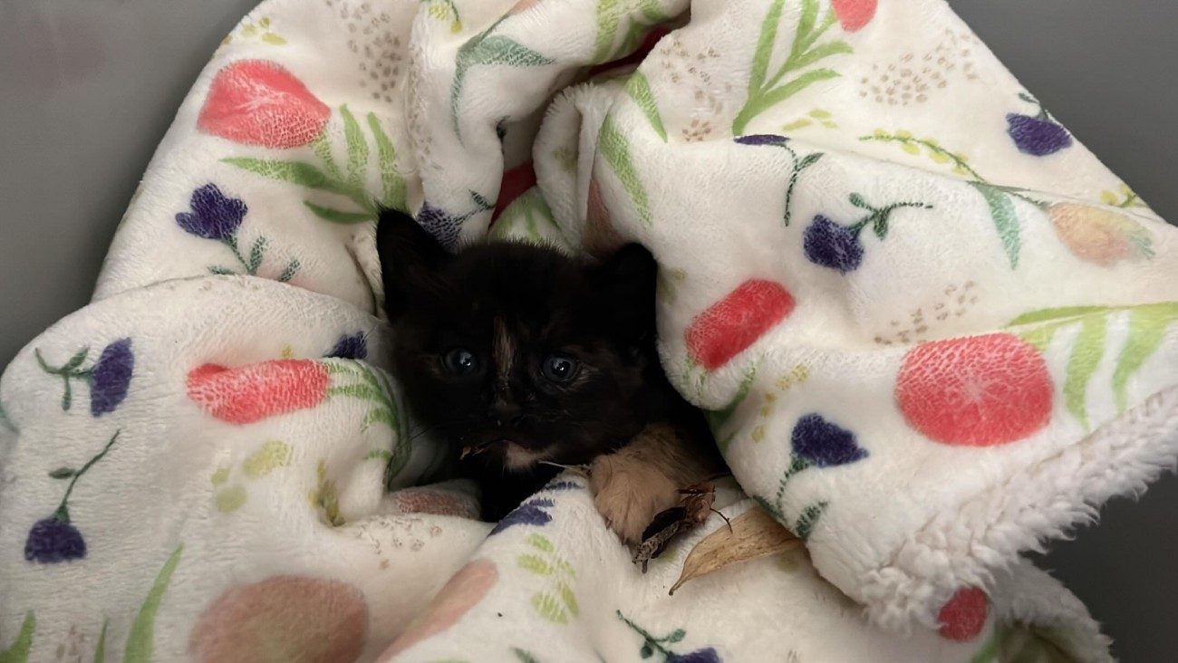 毛布にくるまれた子猫