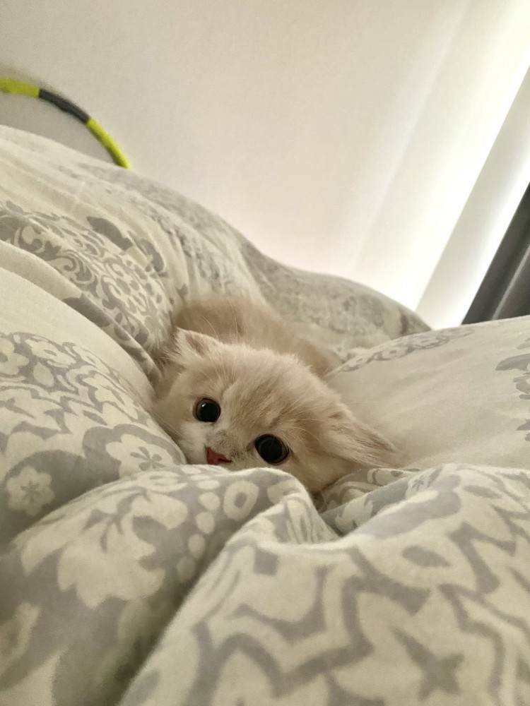 布団で寝転がる猫