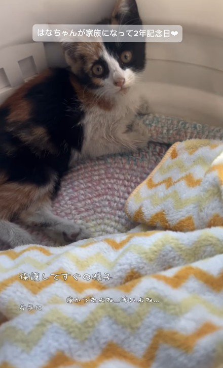 保護された猫