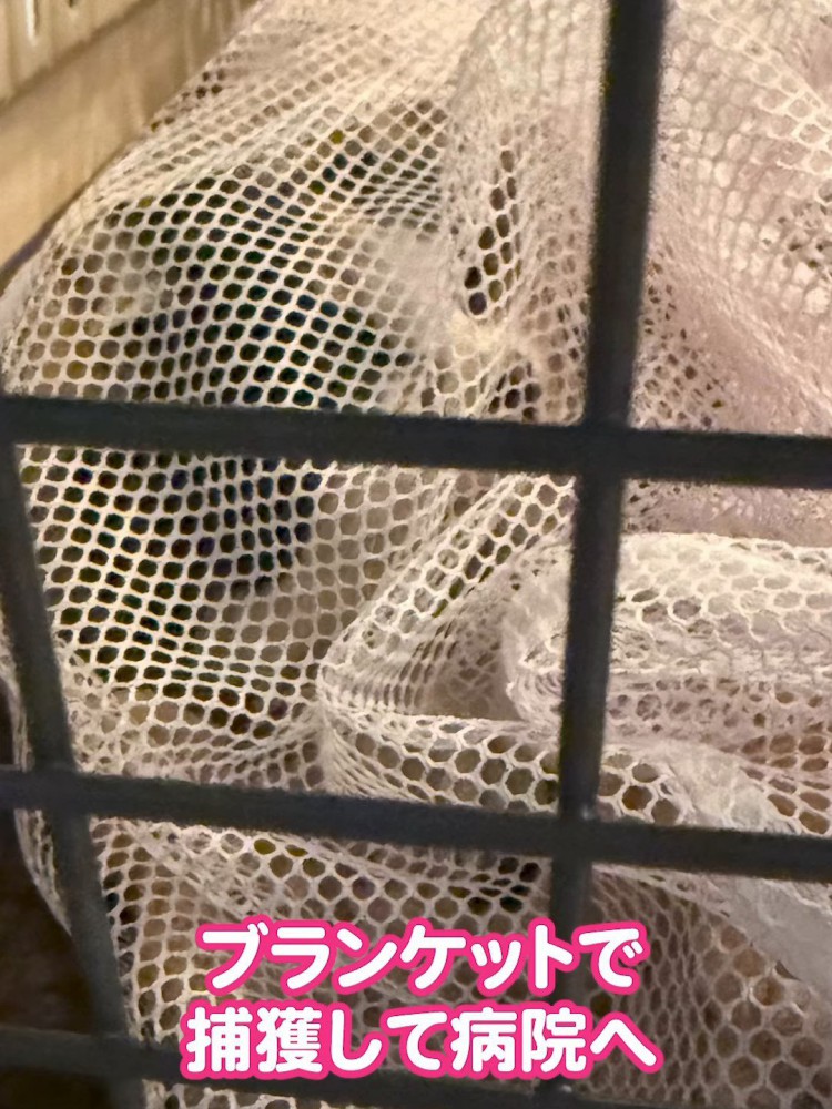 洗濯ネットの中にいる猫