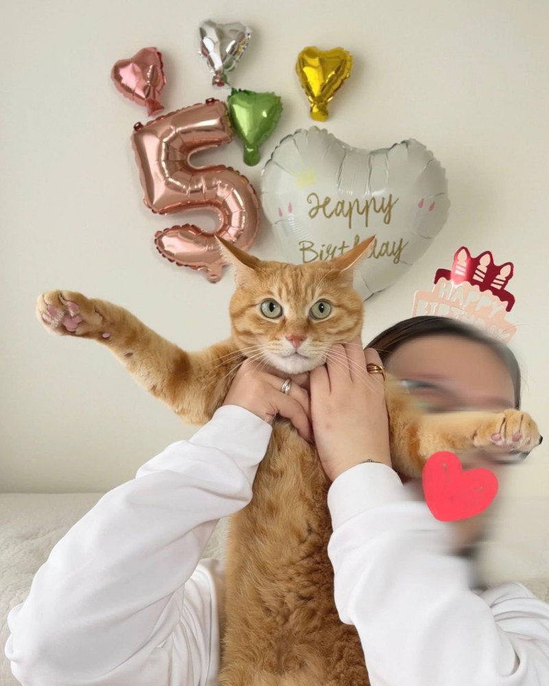 5歳の誕生日を祝う茶トラ猫