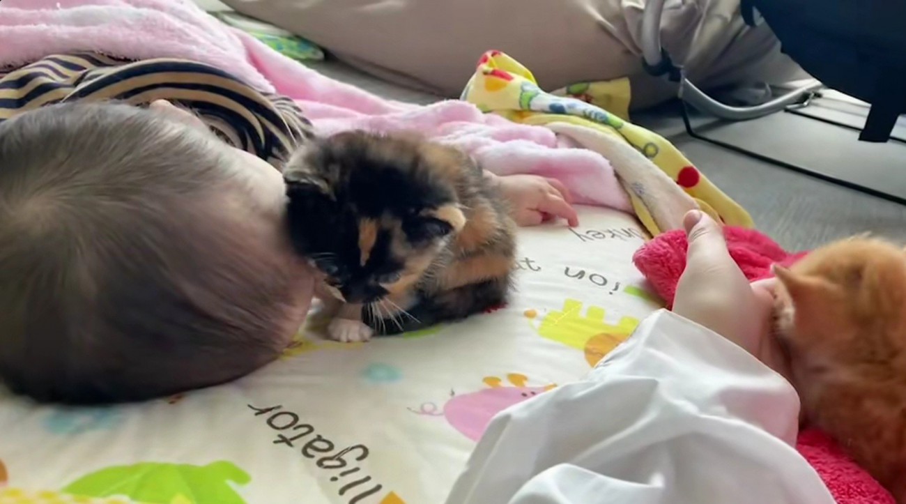 寝ている赤ちゃんと子猫