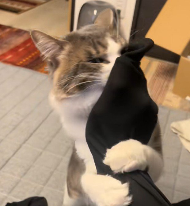 ハグしながらチラリとみてくる猫