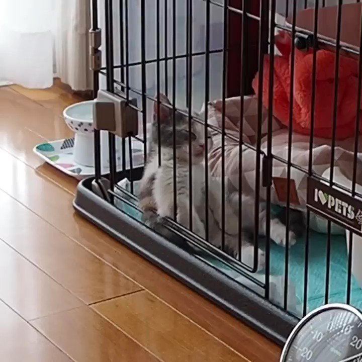 ケージの中で寝る子猫