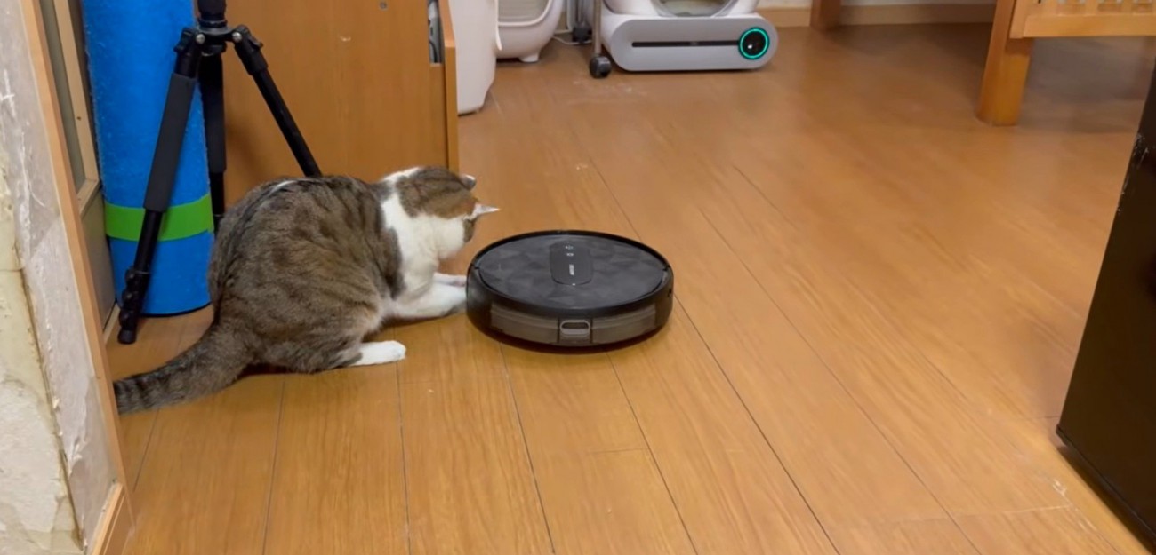 掃除ロボを攻撃する猫1