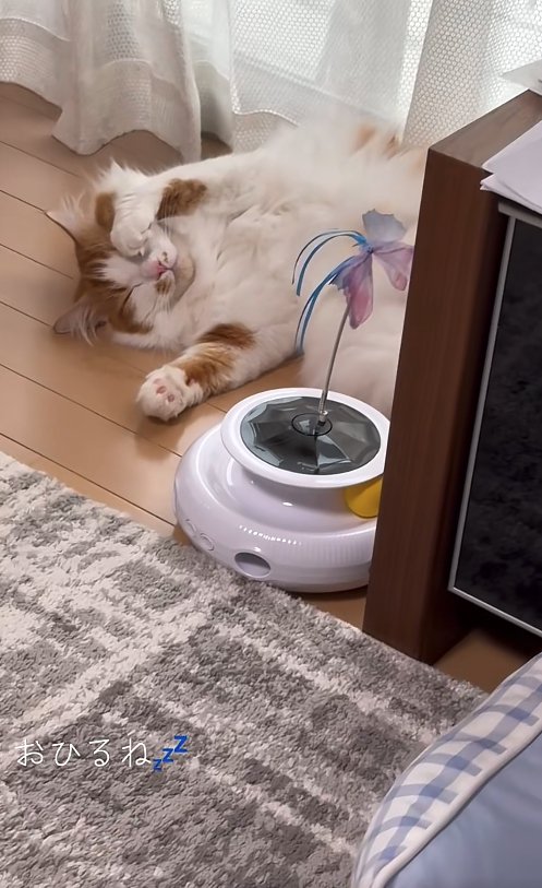 窓際で寝ている猫