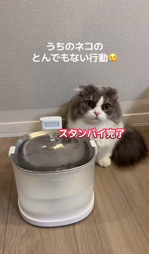 給水機の近くでお座りをしている猫