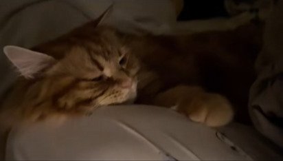 眠そうに横たわる猫
