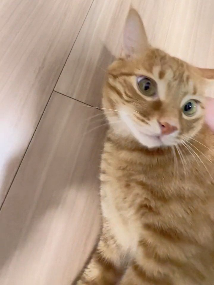 顔をあげる猫