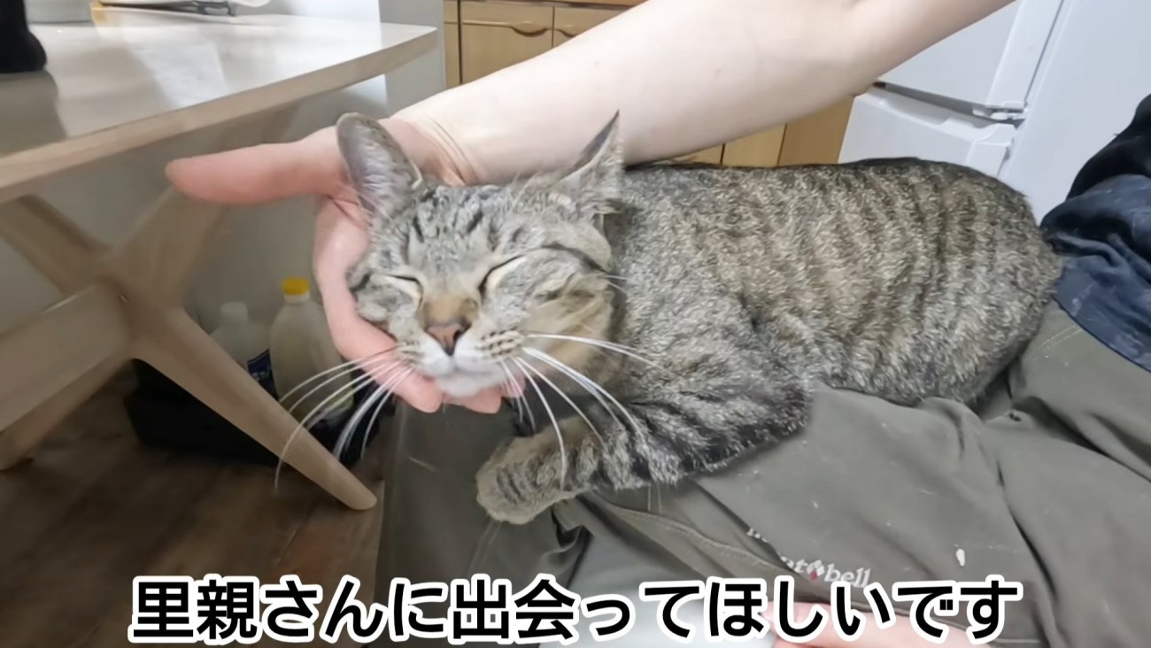 人のひざの上に乗る猫