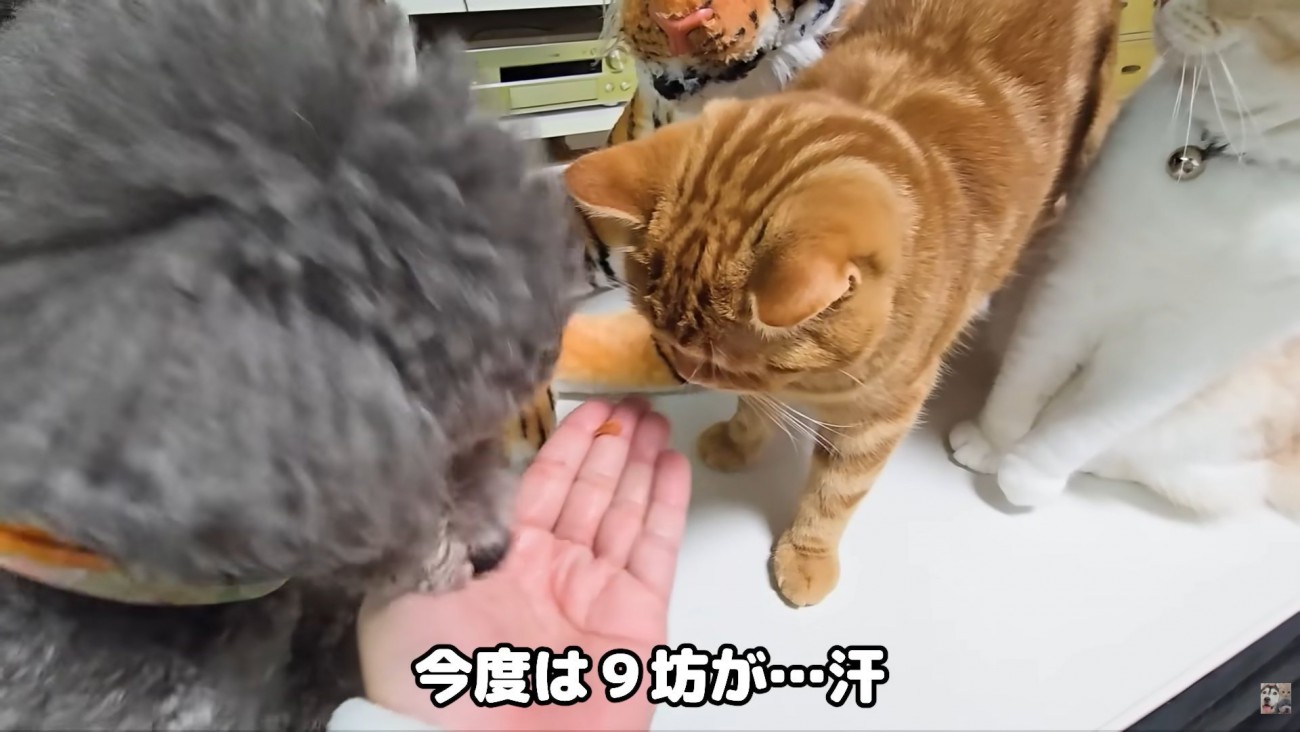 テロップ「今度は9坊が～」