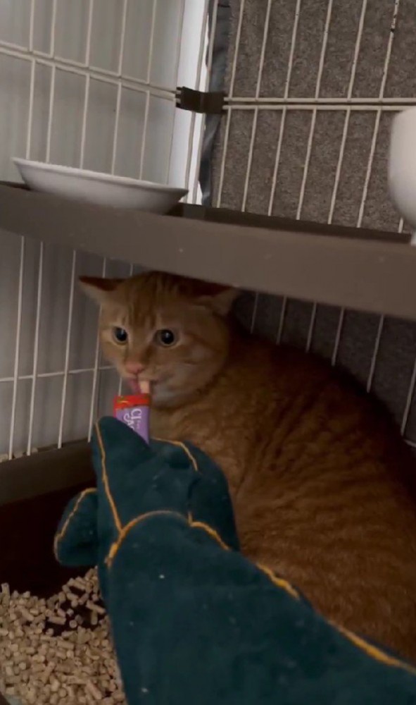 おやつを食べる猫