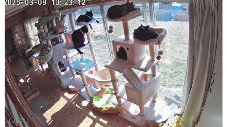 キャットタワーにいる猫たち