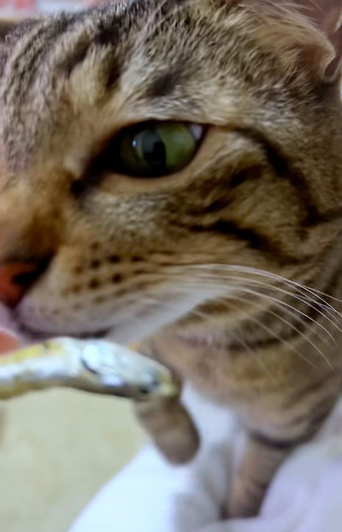 煮干しを見ている猫
