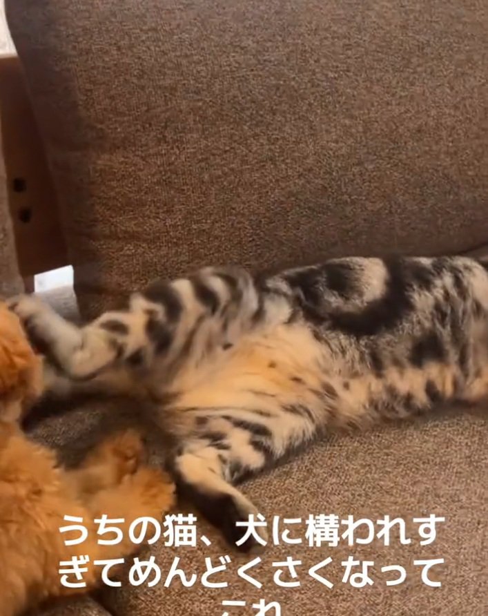 顔を蹴る猫
