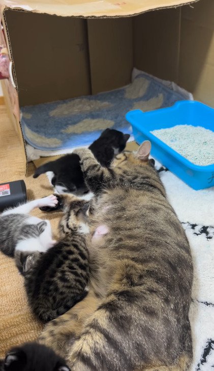横になったアメルちゃんのお腹に集まる子猫たち