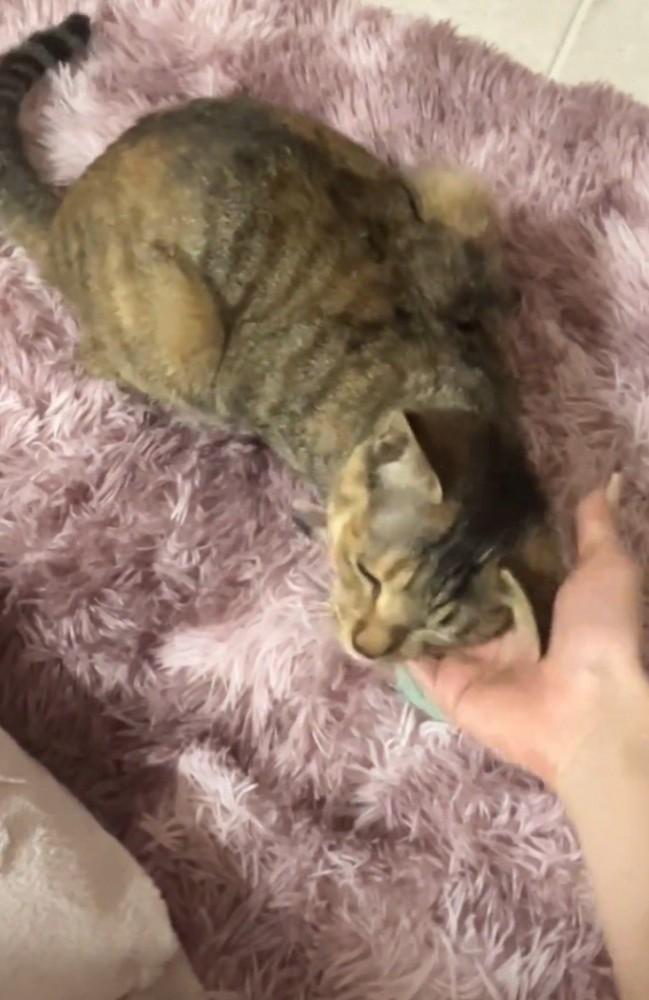 撫でられる猫
