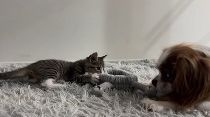 犬とおもちゃで遊ぶ子猫